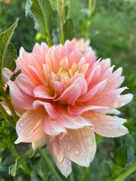 PEACHES N DREAMS *see note*