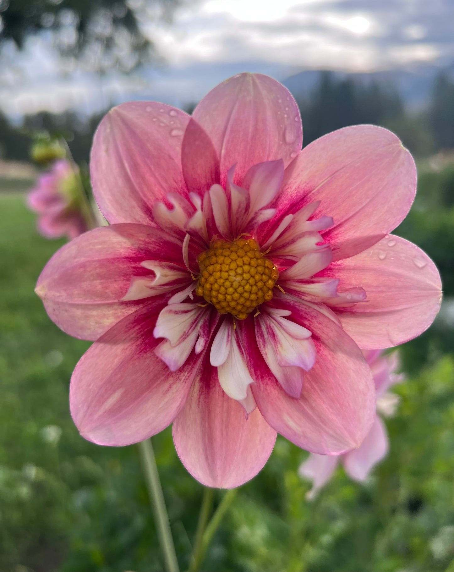 RHUBARD & CUSTARD - Rooted Cutting - LIMIT 1