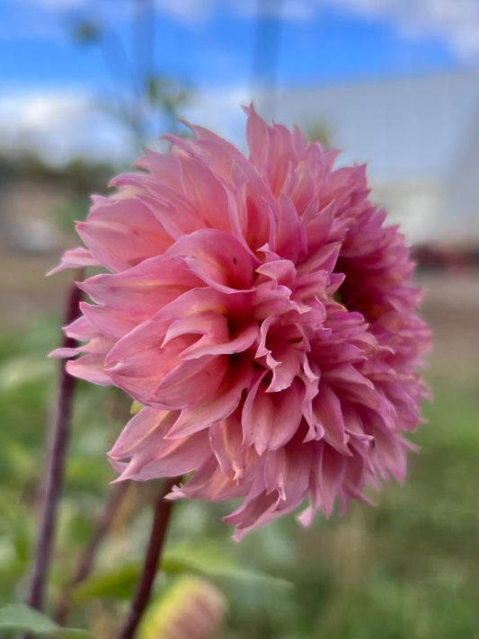 LEES STRAWBERRY FIZZ