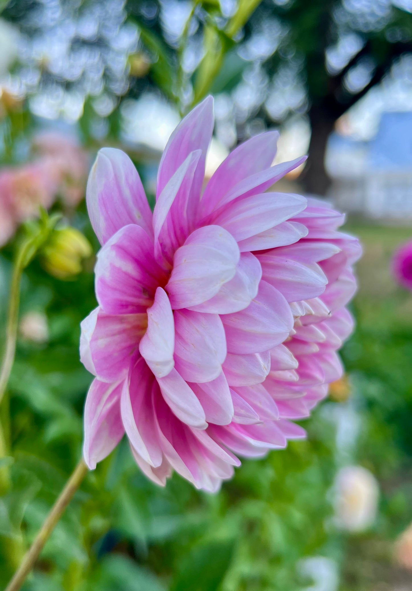 HOLLYHILL PINK PARFAIT - Rooted Cutting