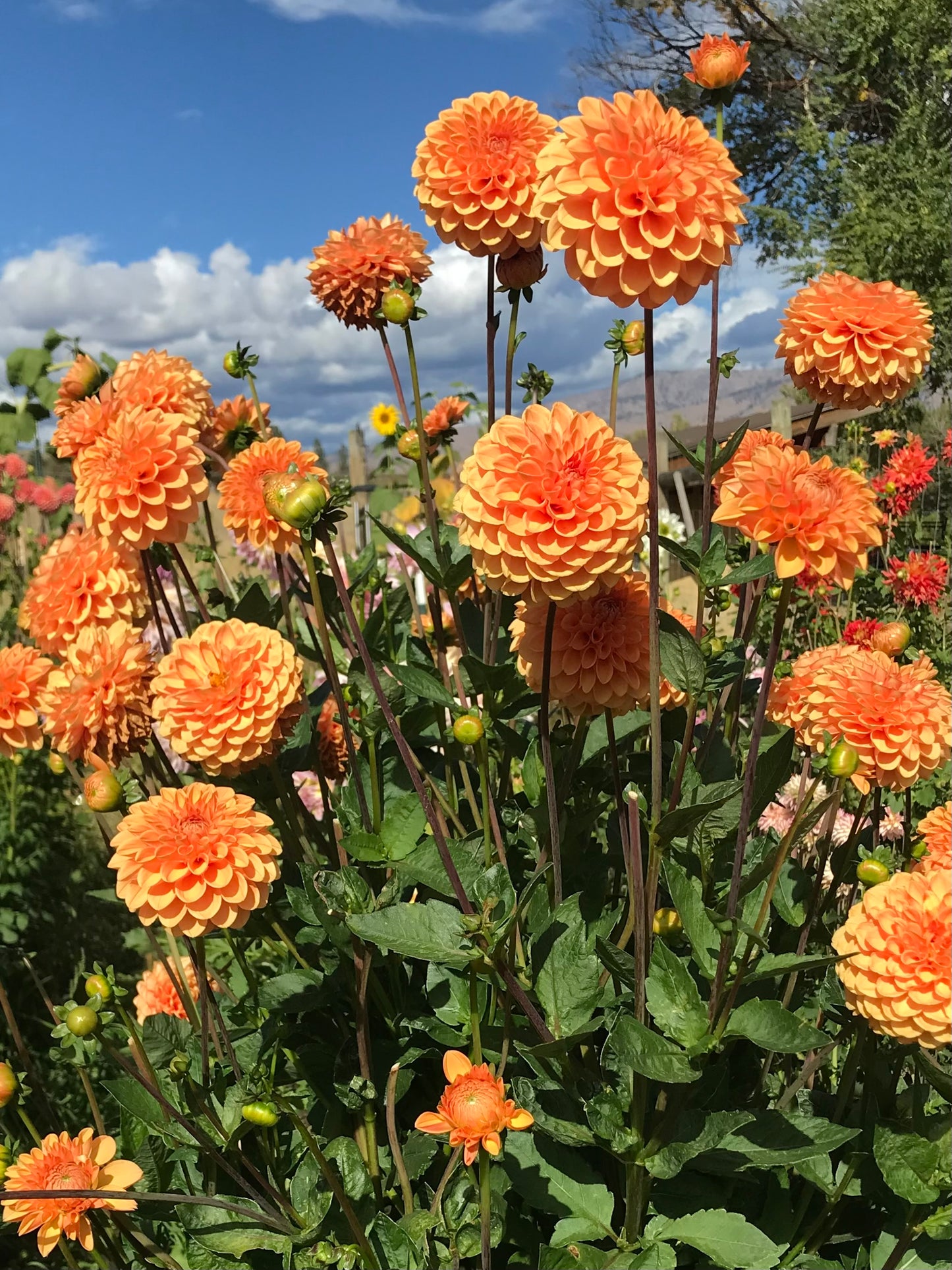 JOWEY LINDA *see note* - 191