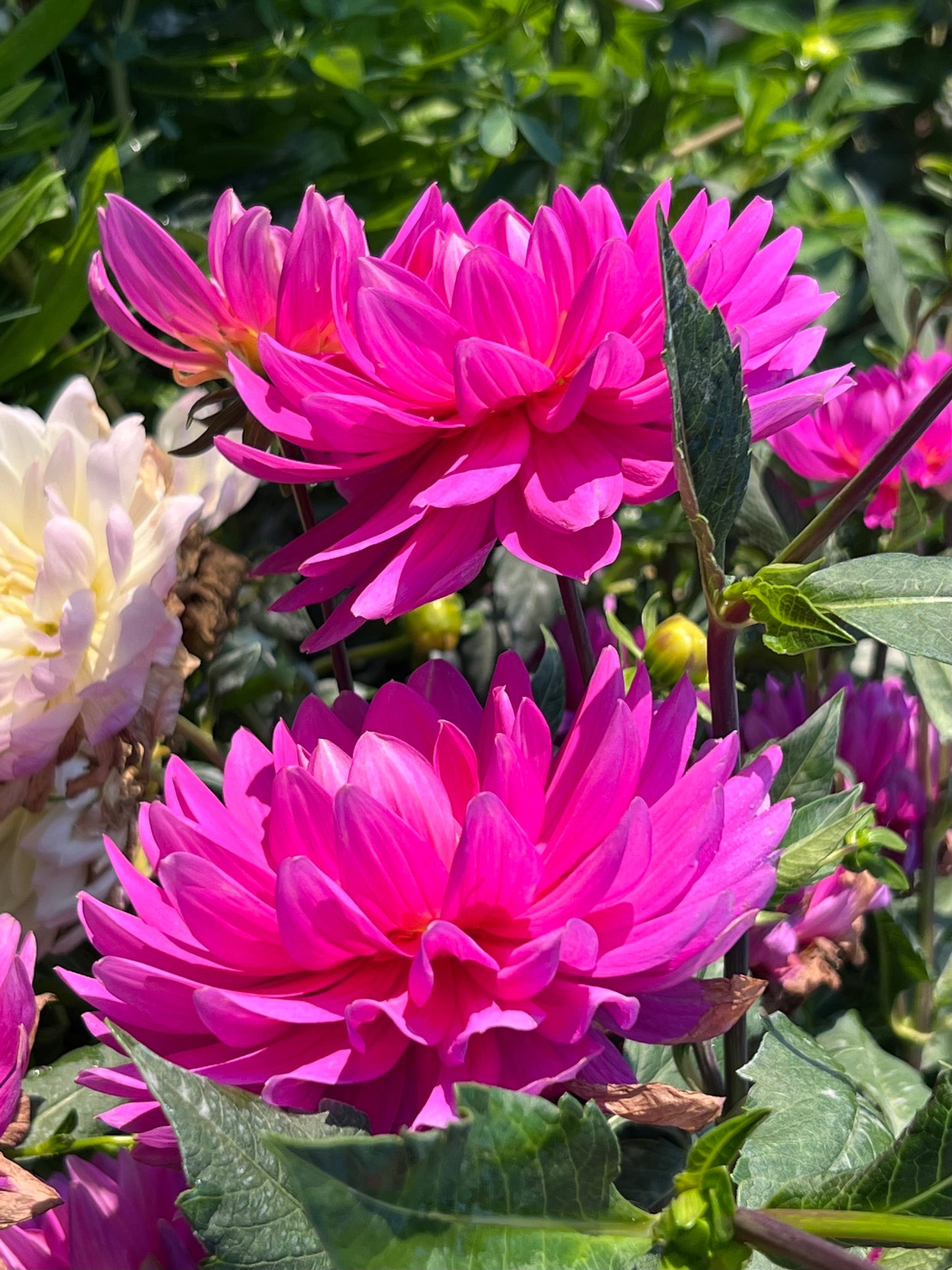 HOLLYHILL LETITIA *see note* - 4