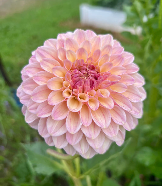 ARNSIDE ROSE 🇬🇧 *see note* - 217