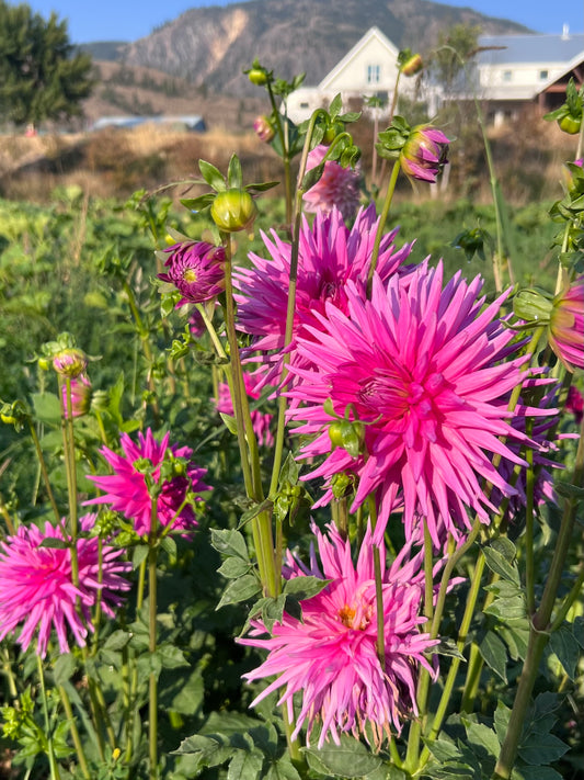 MAKS SORBET *see note*