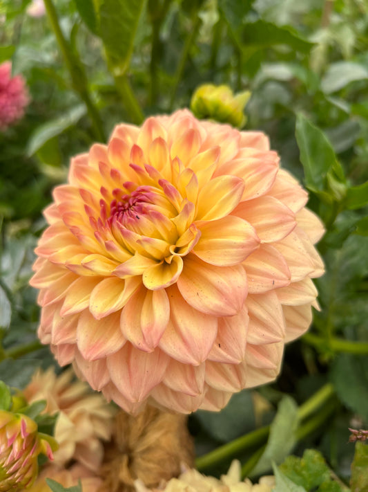 ASKWITH EDNA -Rooted Cutting