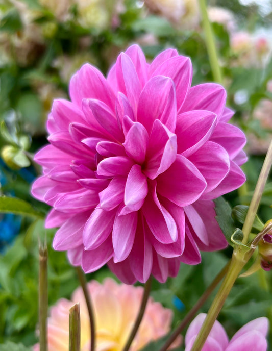 SANDIA FLIRT - Rooted Cutting