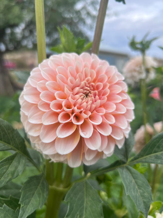 LEE’S KEWPIE - Rooted Cutting