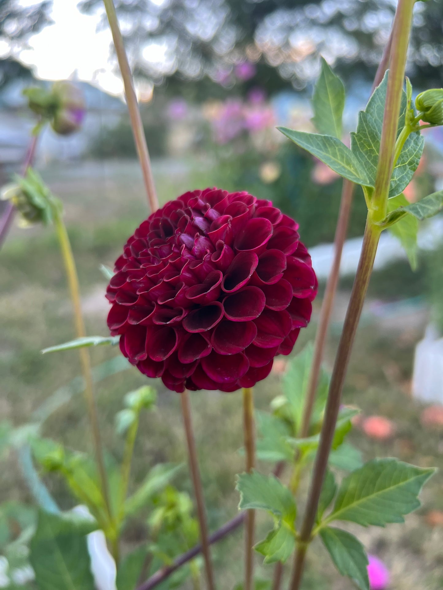 HOLLYHILL BLACK CHERRY - Rooted Cutting