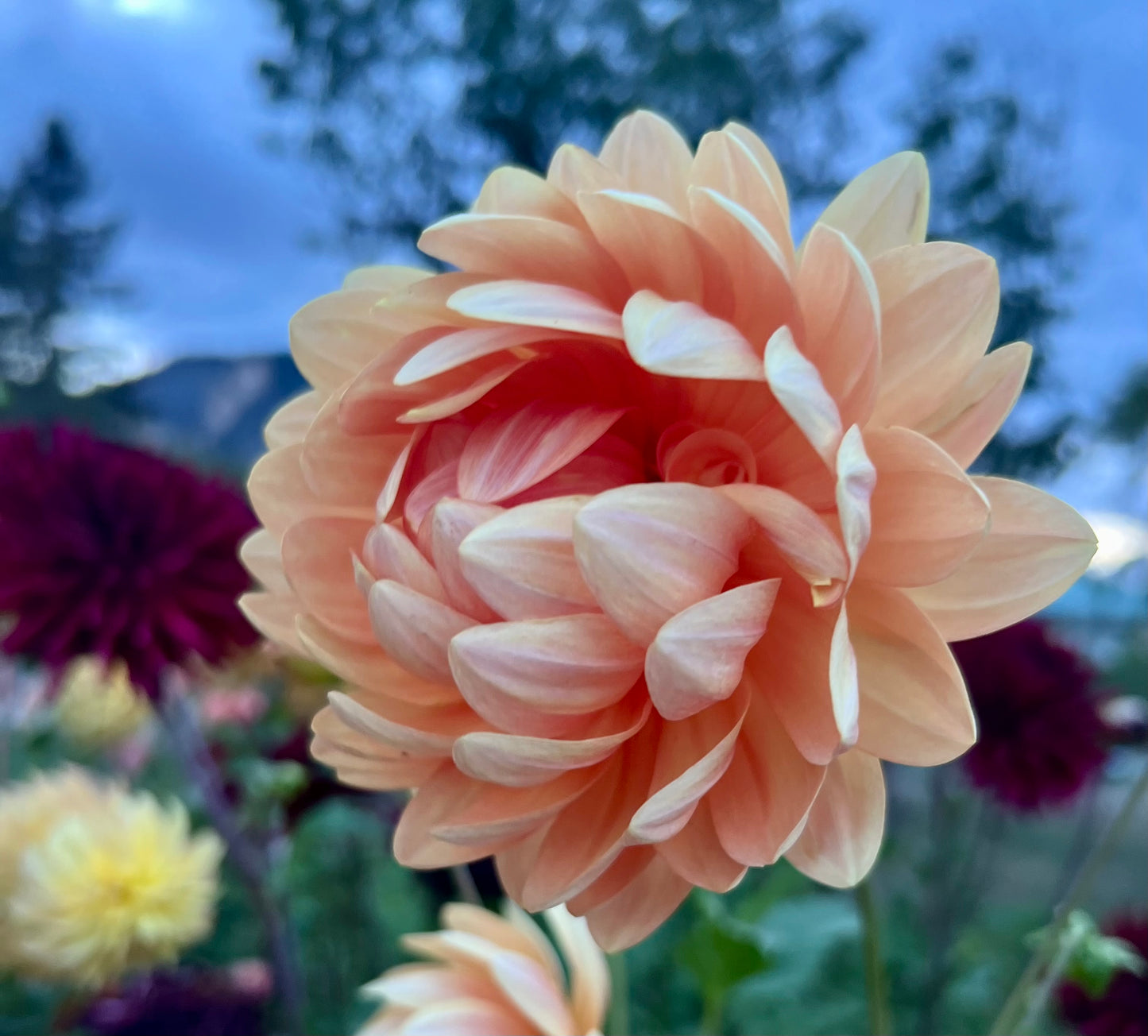 SANDIA SUSAN - Rooted Cutting