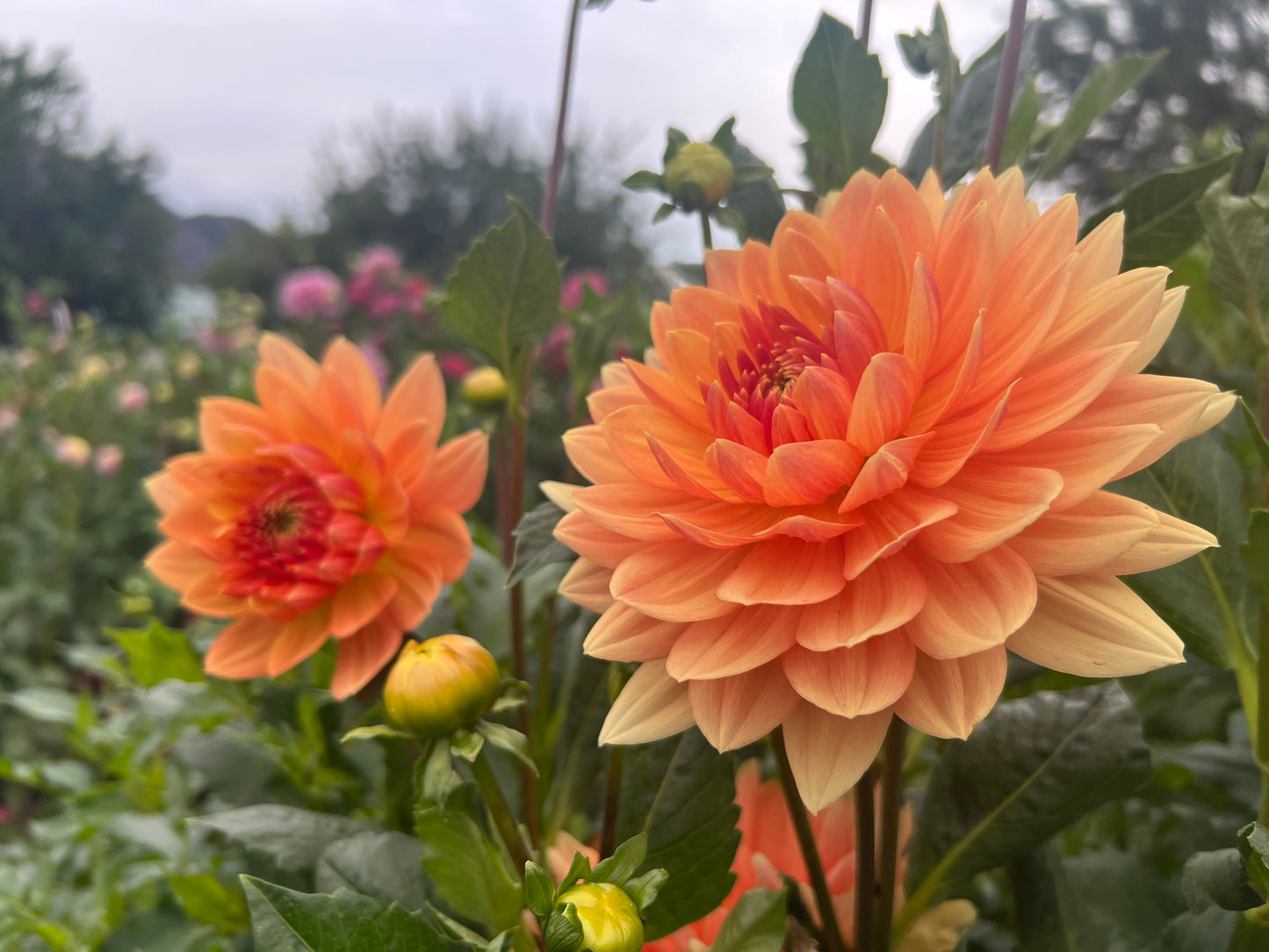 RANCHO - Rooted Cutting