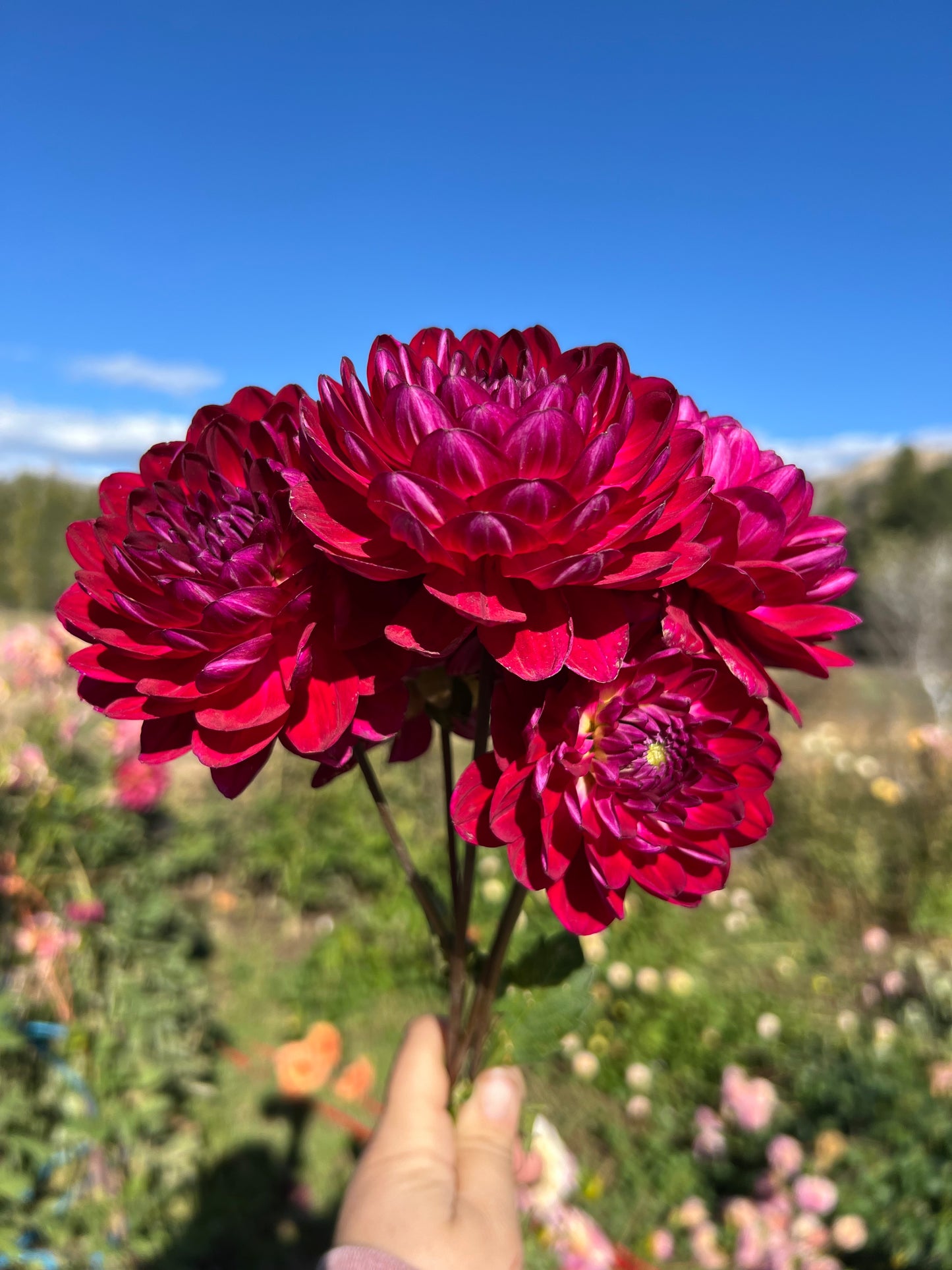 SANDIA BERTHA - Rooted Cutting