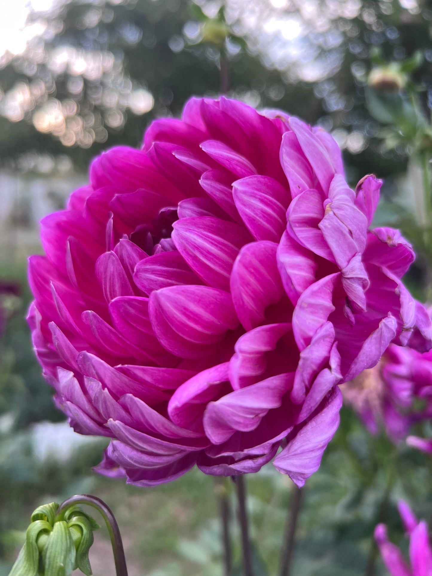 LYN’S LEXI - Rooted Cutting