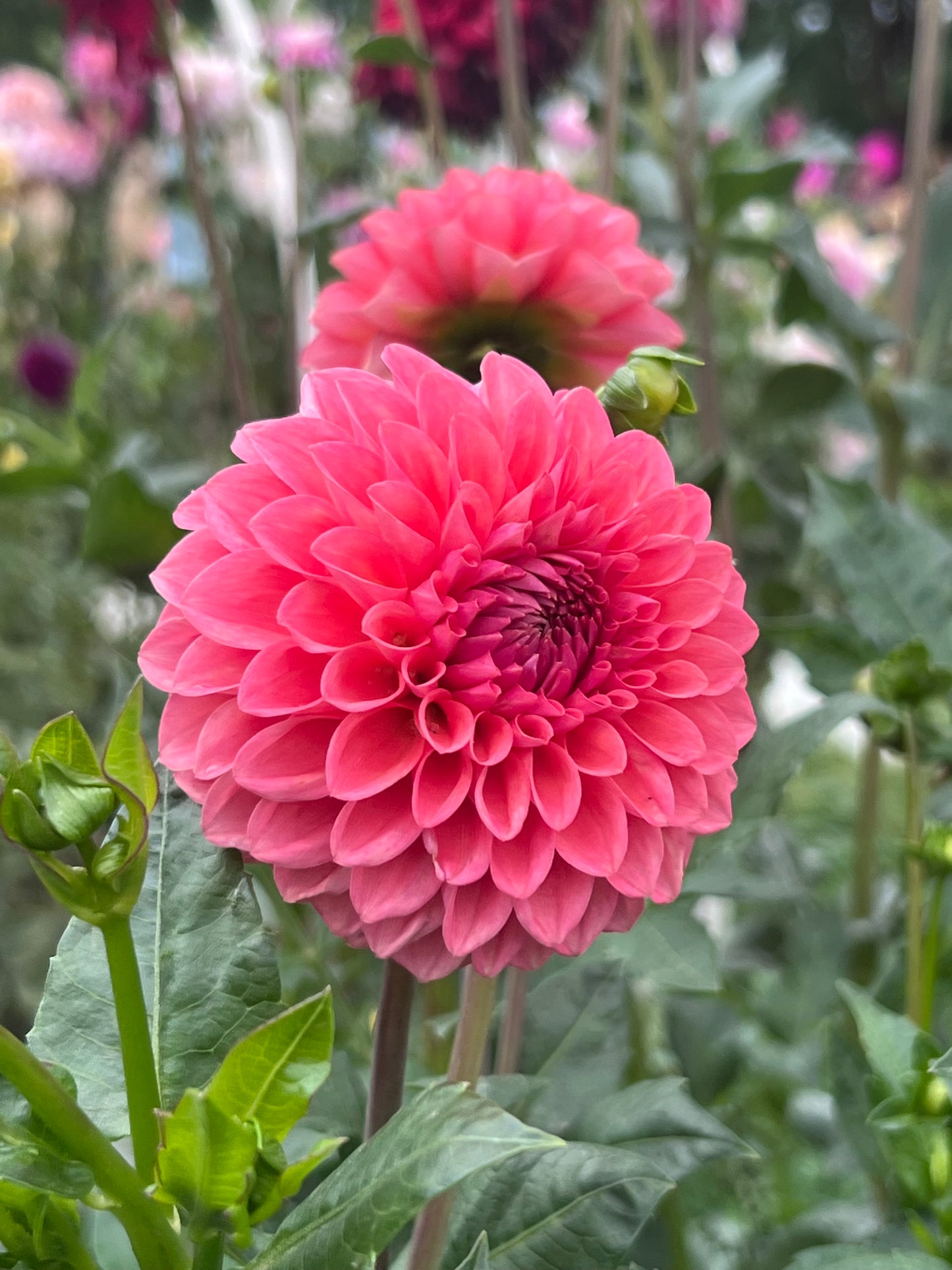 CAMANO ROO  *see note* -106