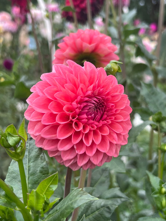 CAMANO ROO  *see note* -106