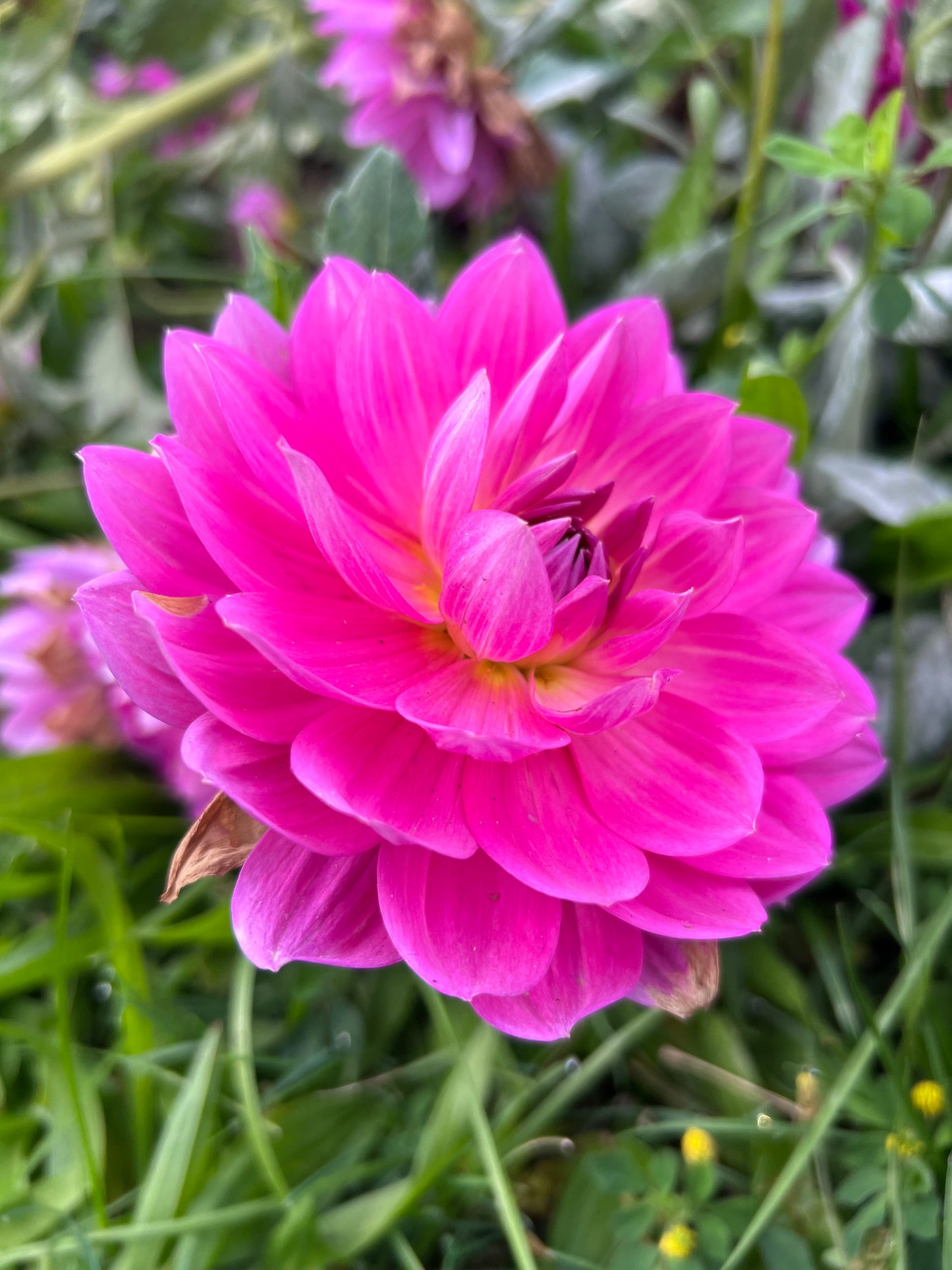 HOLLYHILL LETITIA *see note* - 4