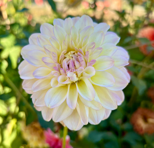 ARNSIDE ROSE - Rooted Cutting