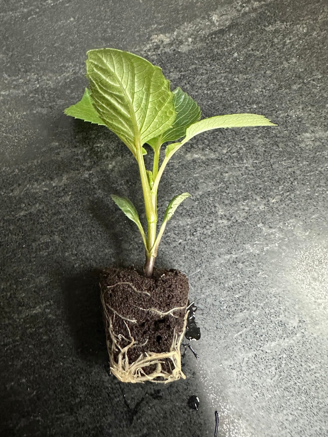 REDWOOD HONEYBEE - Rooted Cutting