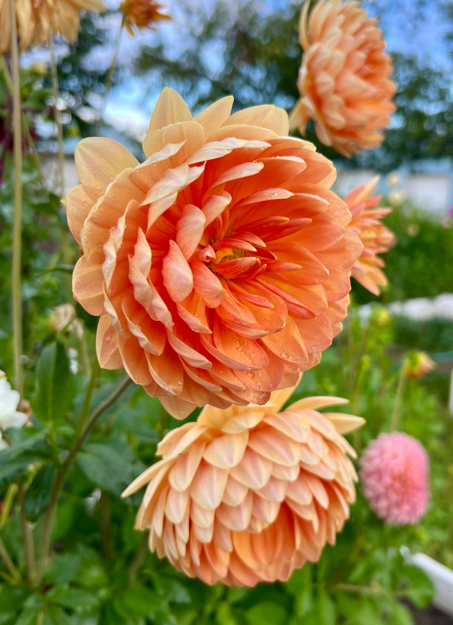 SANDIA SUSAN - Rooted Cutting