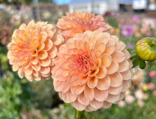 VERRONES SOCRATES - 141