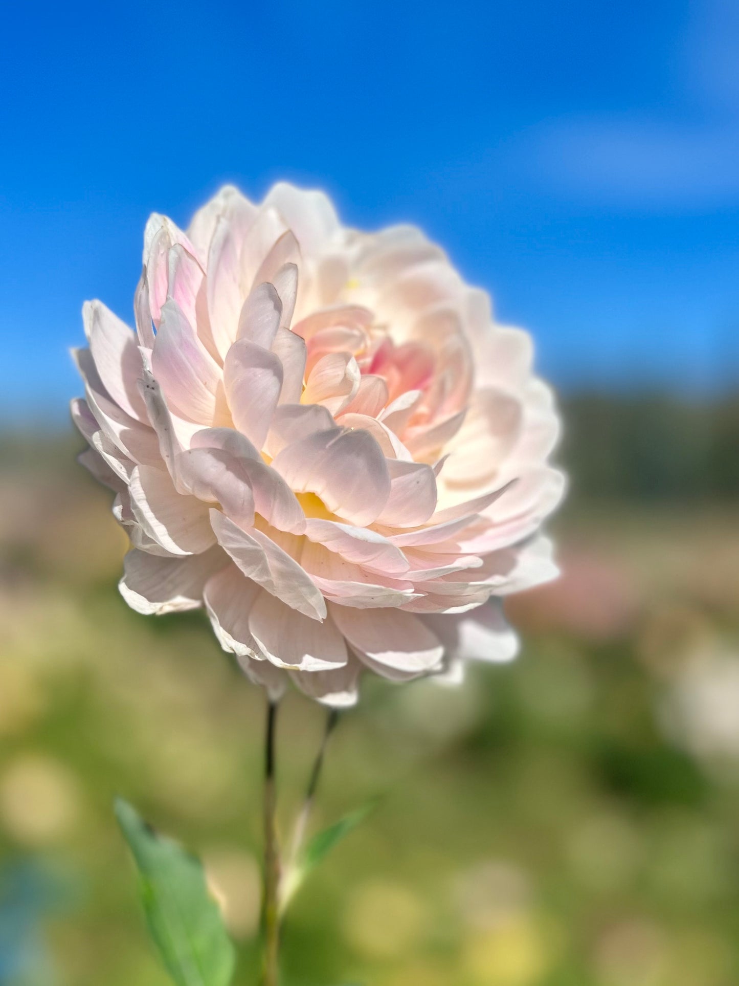 ULTIMATE WATERLILY BUNDLE - Rooted Cuttings