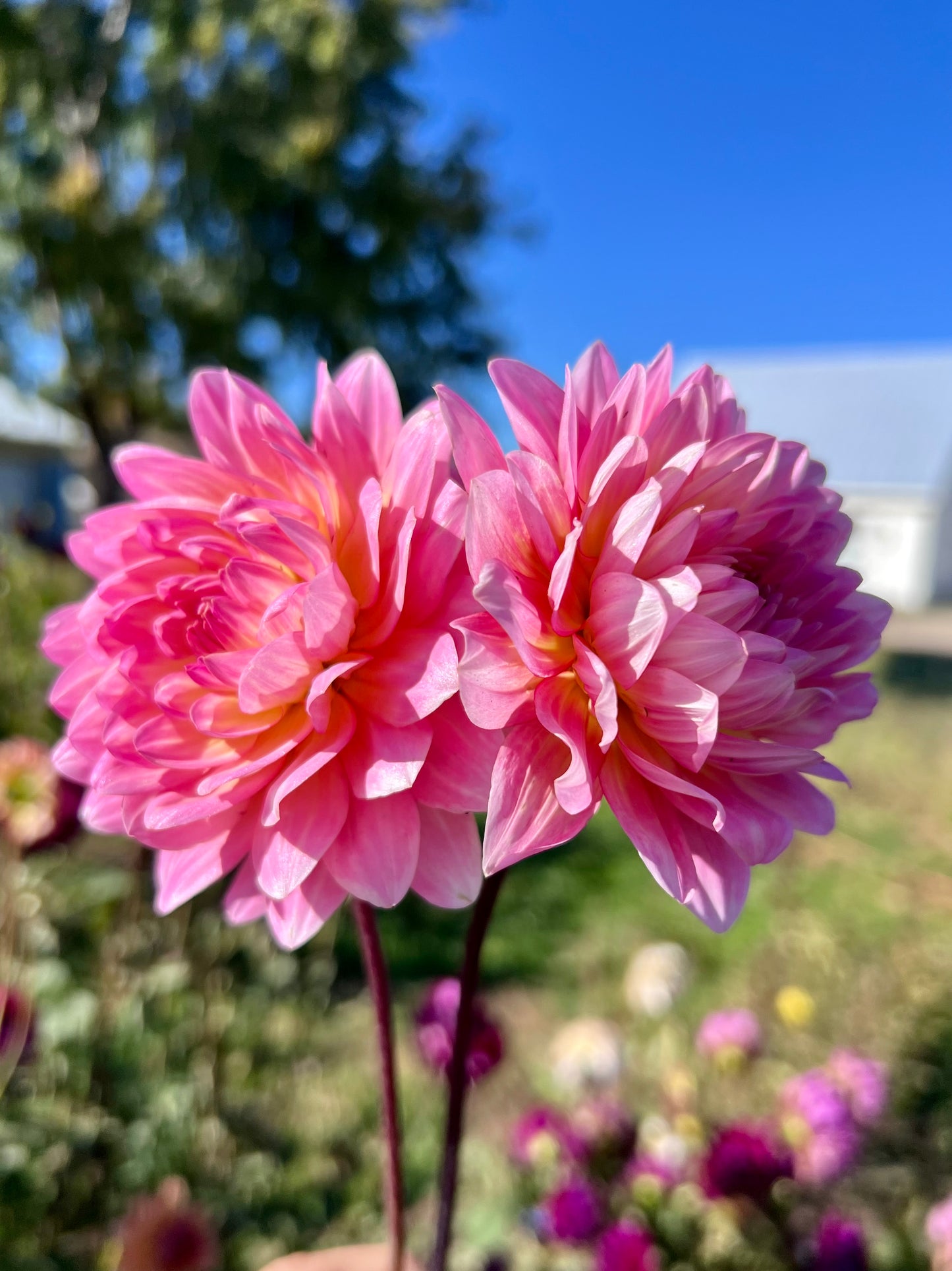 ULTIMATE WATERLILY BUNDLE - Rooted Cuttings