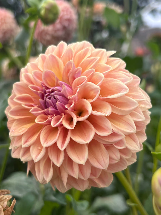 RM SUMMER HAZE - 158