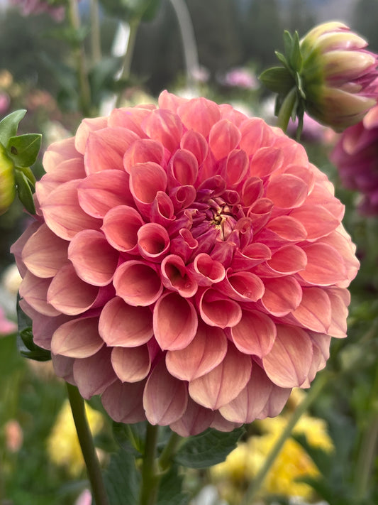 BURFOOT DESERT ROSE - Rooted Cutting