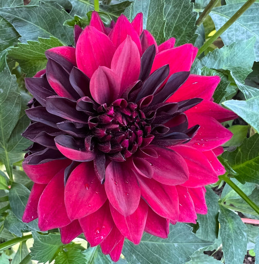 CZARNY CHARAKTER SPORT - Rooted Cutting - LIMIT 1