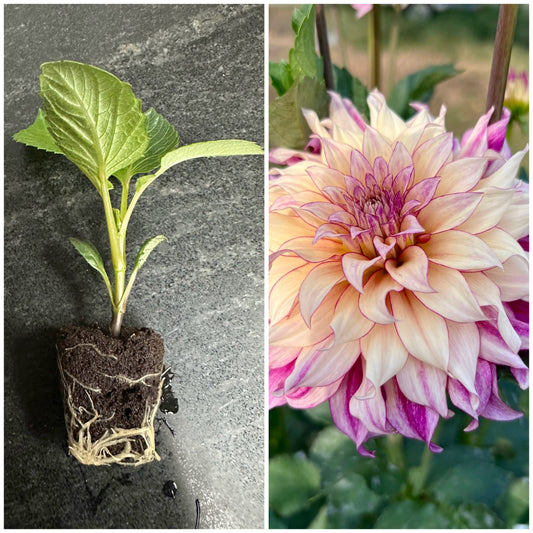 CDP STRAWBERRY CHEESECAKE - Rooted Cutting - LIMIT 1