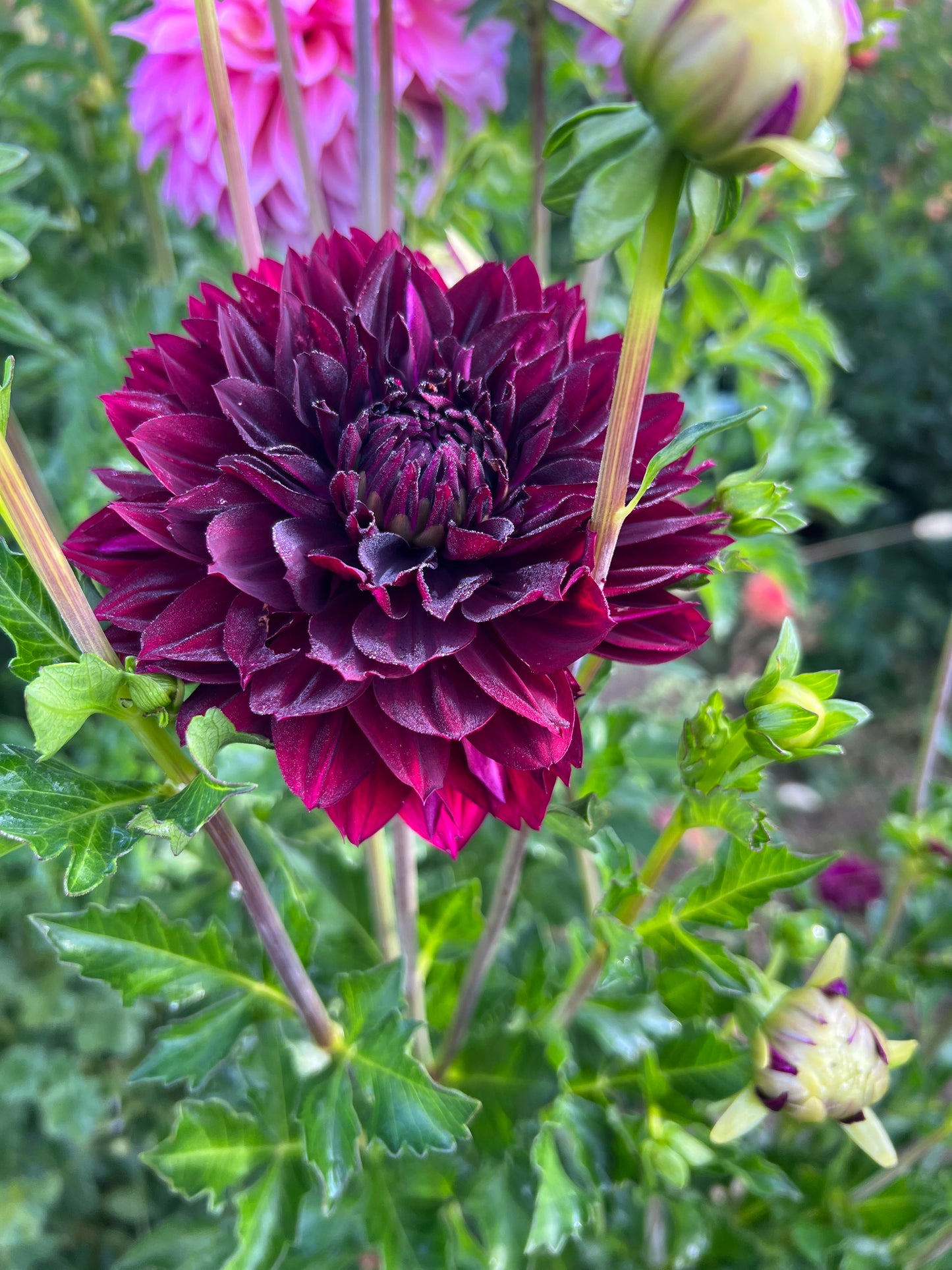 HOLLYHILL BLACK WIDOW - 79