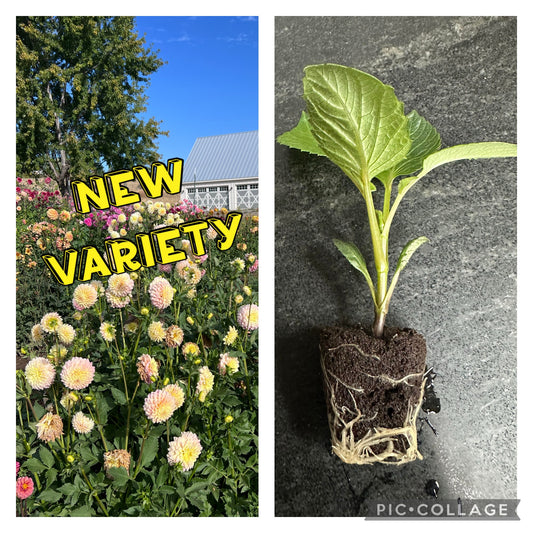 ALOA KRISTINA VOGAL - Rooted Cutting