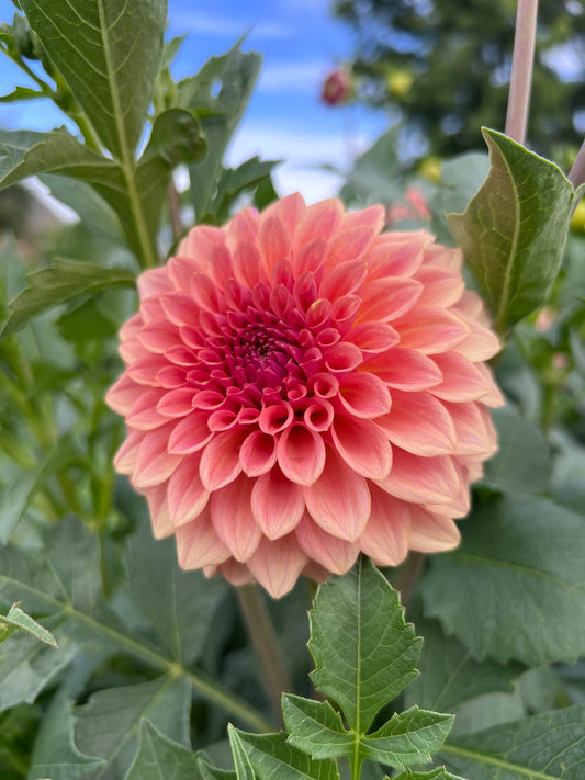 LEVIS BLUE SMOKE - 75