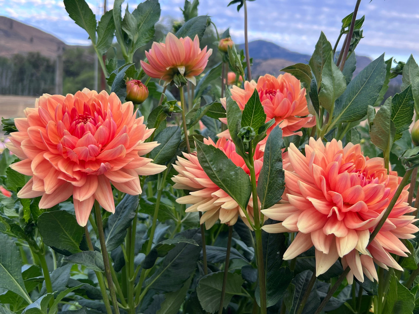 RANCHO - Rooted Cutting