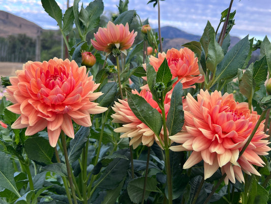 RANCHO - Rooted Cutting