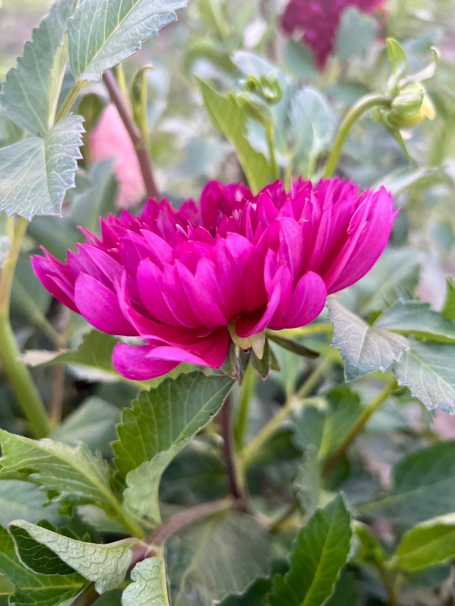 SANDIA NOCTURNE - Rooted Cutting