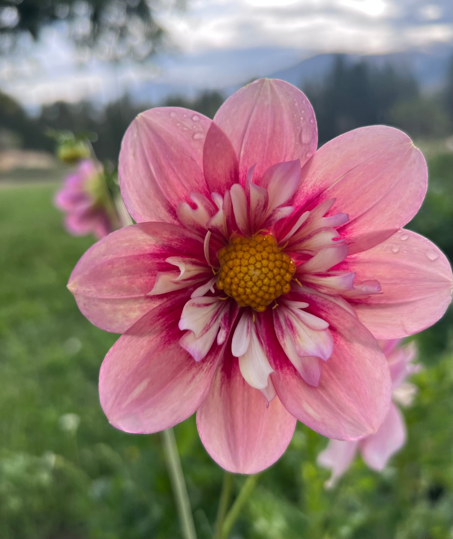 RHUBARD & CUSTARD - Rooted Cutting - LIMIT 1