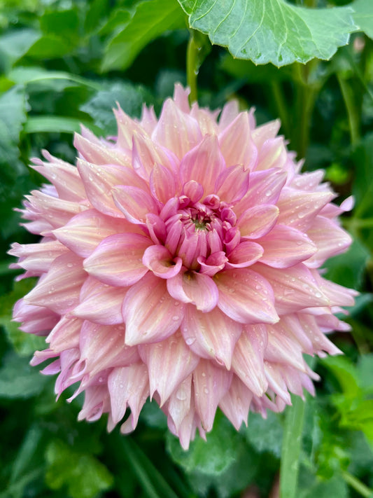 LA BELLE EPOQUE - 174