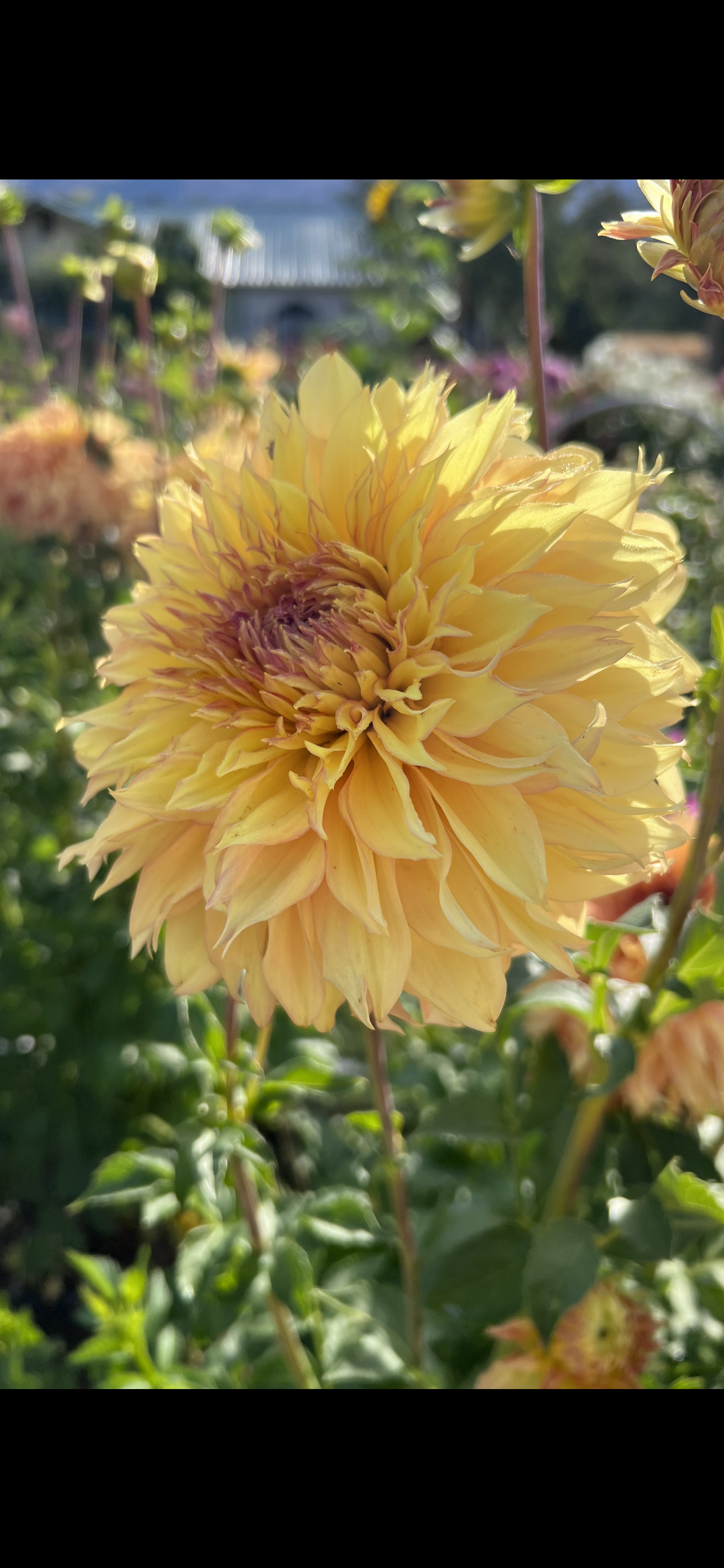 CAMANO HONEY - Rooted Cutting