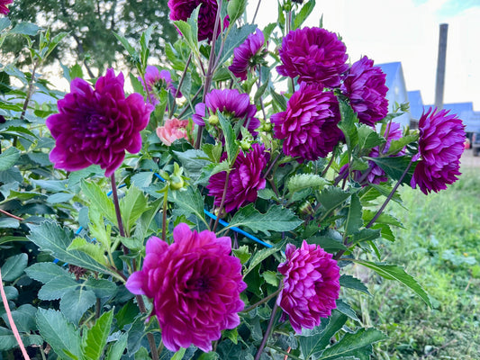 SANDIA NOCTURNE - Rooted Cutting