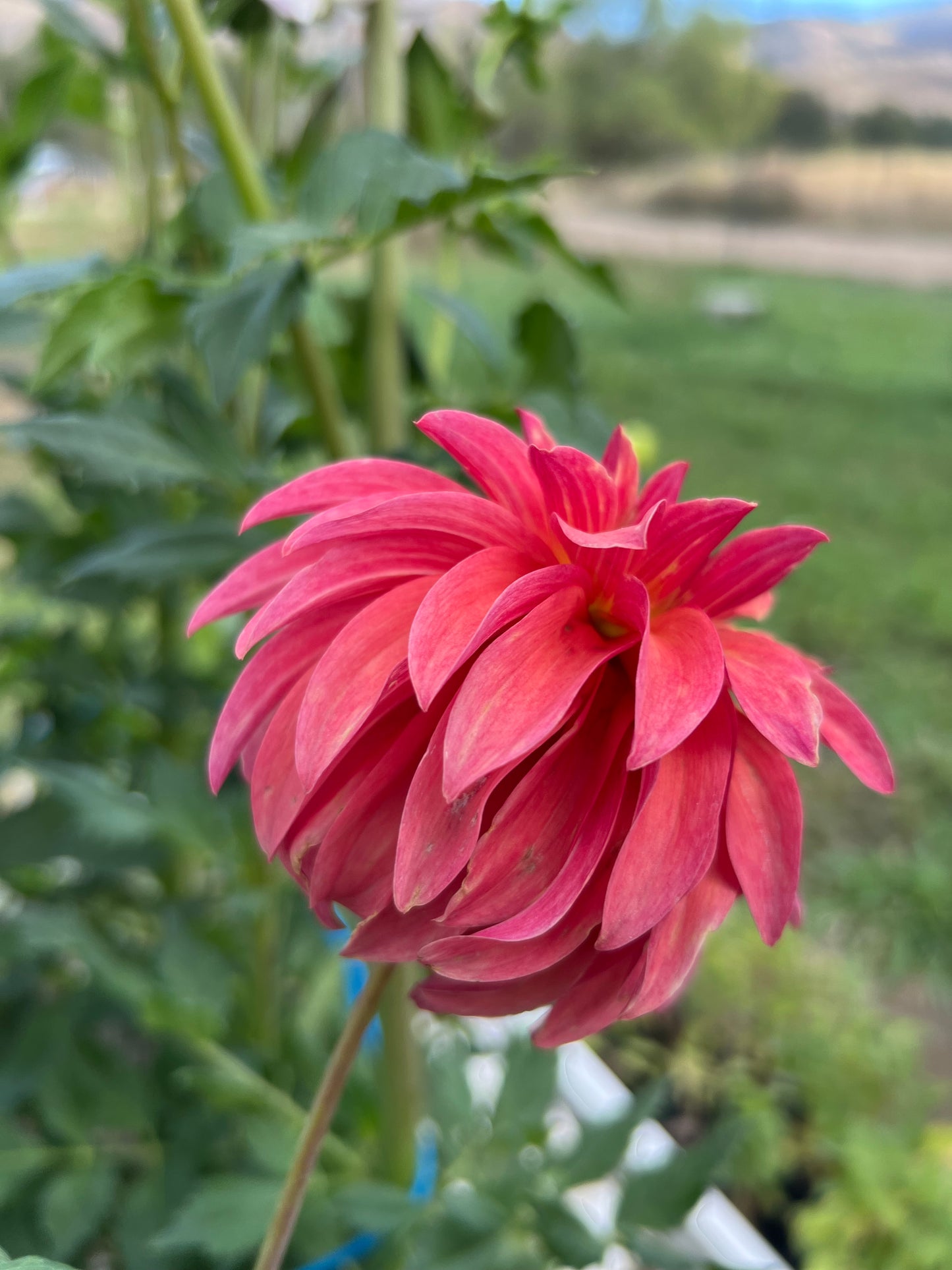 MS PRISSY - Rooted Cutting