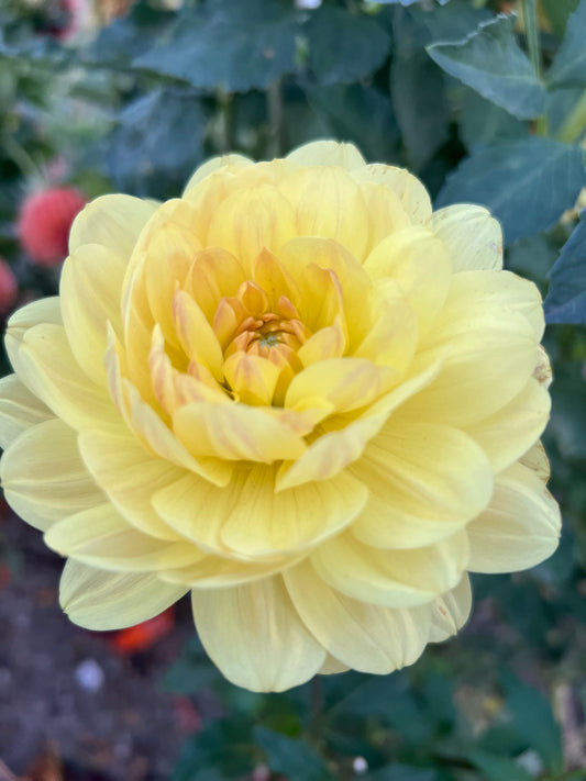 SANDIA GOLD - Rooted Cutting