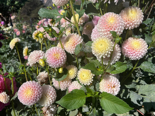 HOLLYHILL POLLYANNA - 85