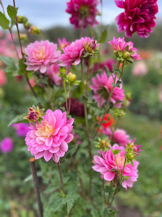 HOLLYHILL PINK MARTINI - 6