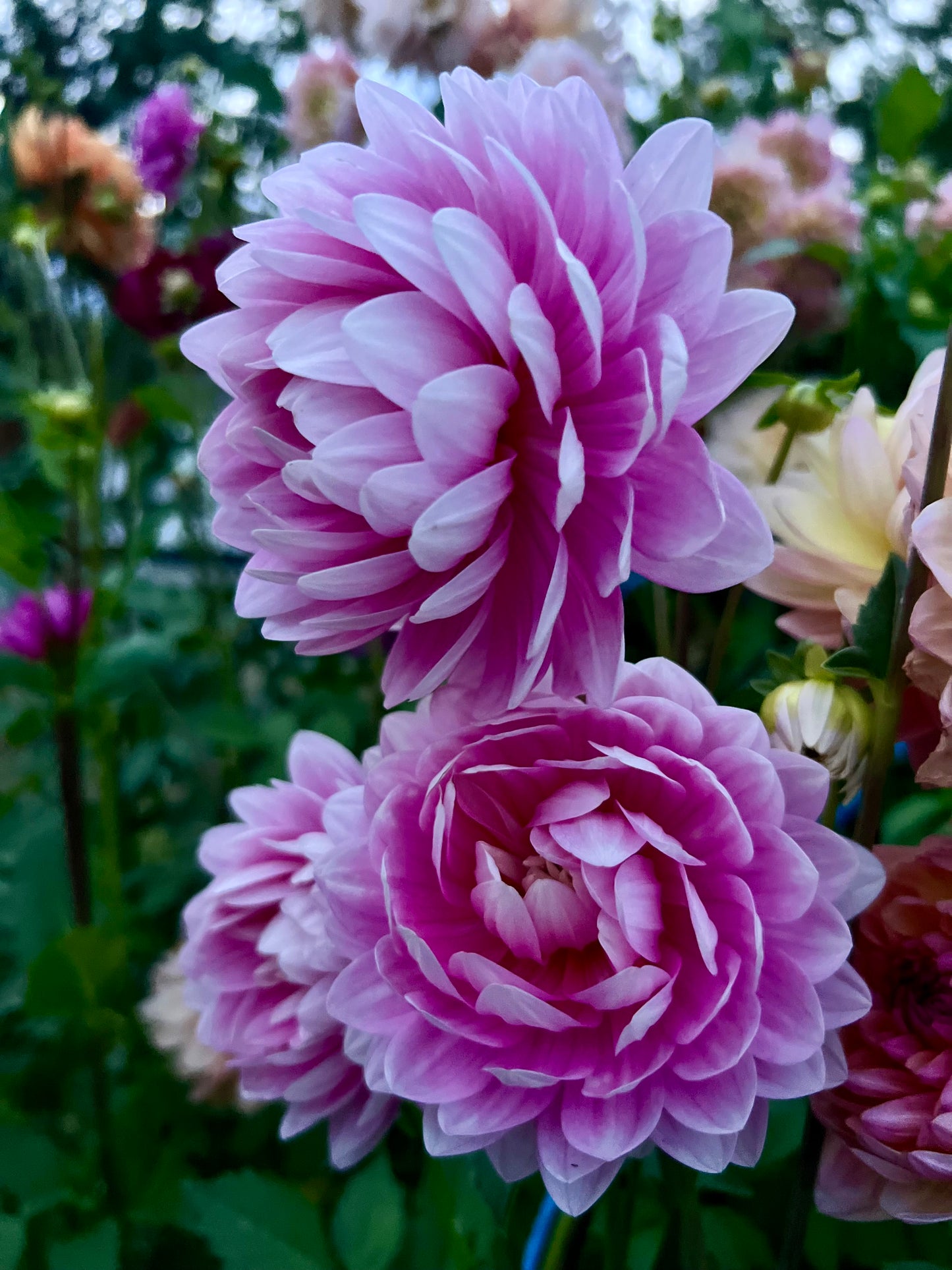 HOLLYHILL PINK PARFAIT - Rooted Cutting