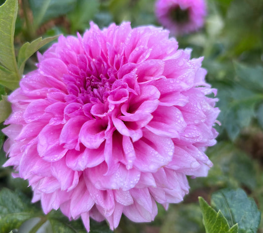 LEES VIOLA FROST (pot tuber*note) - 46