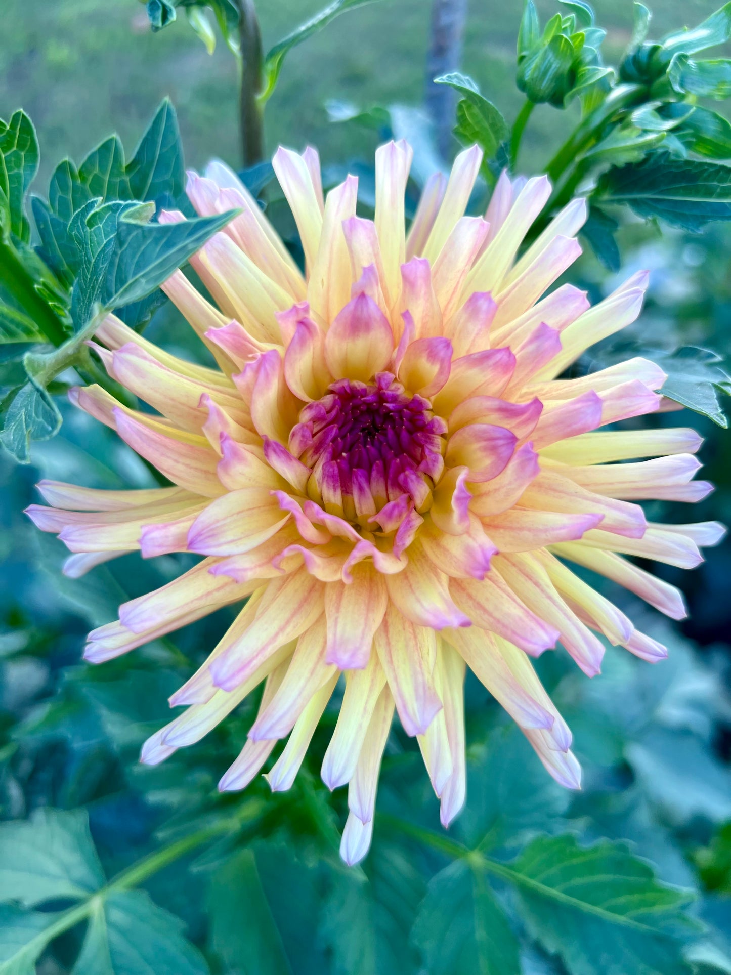 REDWOOD HONEYBEE - Rooted Cutting