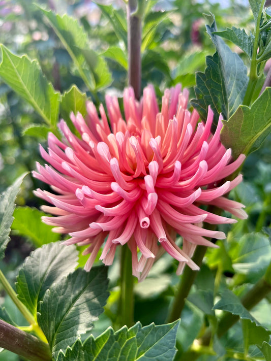 HOLLYHILL MELODY - 6