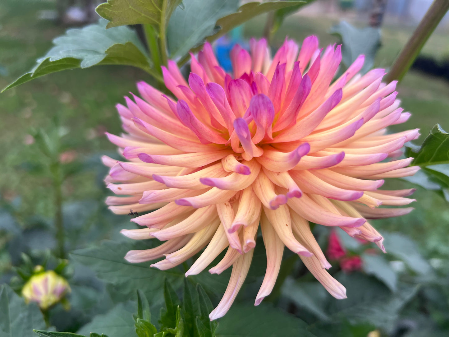 REDWOOD HONEYBEE - Rooted Cutting
