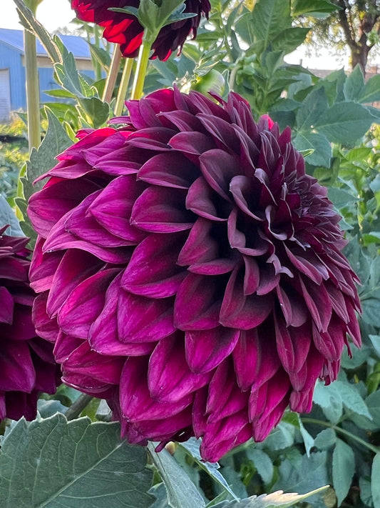 FITZYS DARK ANGEL - 116