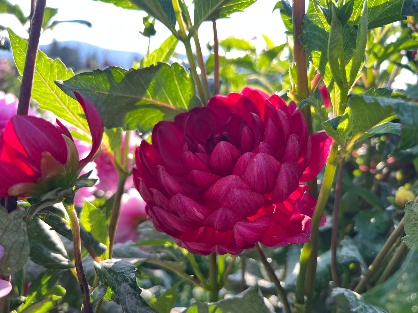 HOLLYHILL RUBY ROSE - Rooted Cutting